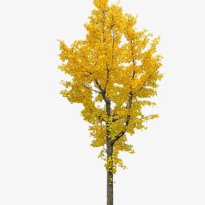 10978 - MAQUETA GUAYACÁN